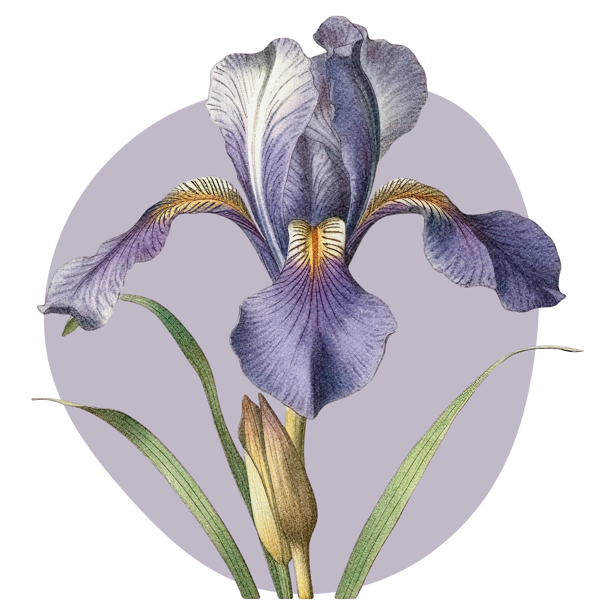 Textil falmatrica Lila írisz